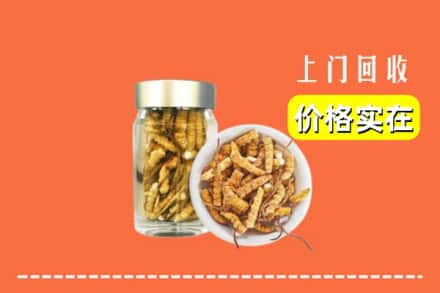 收购资讯:锡林郭勒太仆寺回收散虫草